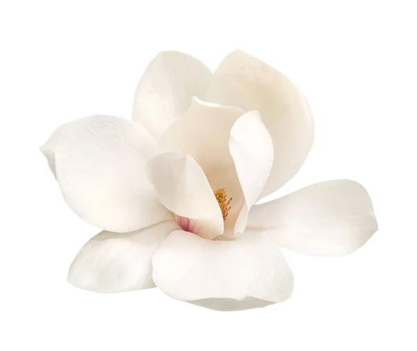 Flor de magnolia blanca tierna aislada —  Fotos de Stock