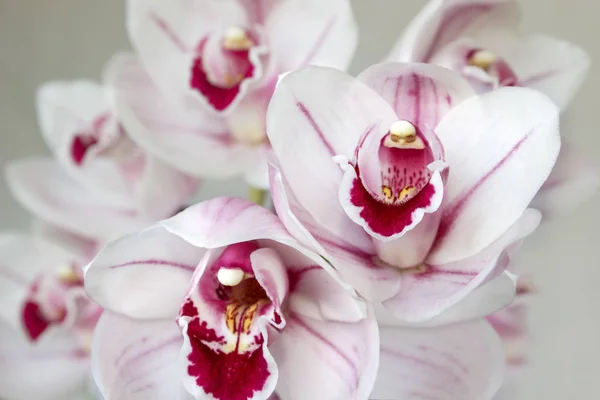Fleurs rose pâle d'orchidée de cymbidium — Photo