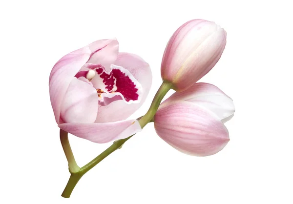 하얀 배경에 고립되어 있는 연분홍색 난초 꽃 — 스톡 사진