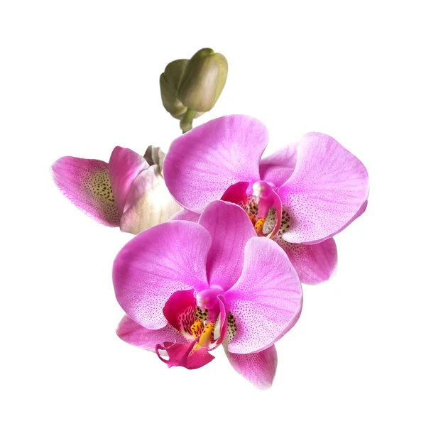 Ένα υποκατάστημα των phalaenopsis ορχιδέα λουλούδια και μπουμπούκια απομονώνονται σε λευκό φόντο — Φωτογραφία Αρχείου