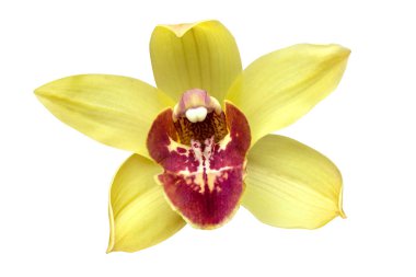 yellow cymbidium orchid flower 