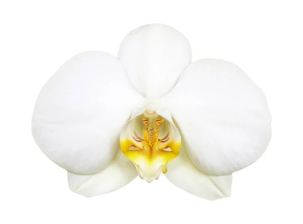 Ніжна біла квітка орхідеї — стокове фото