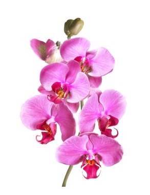 beyaz arka plan üzerinde izole phalaenopsis orkide çiçek ve tomurcukları bir dalı