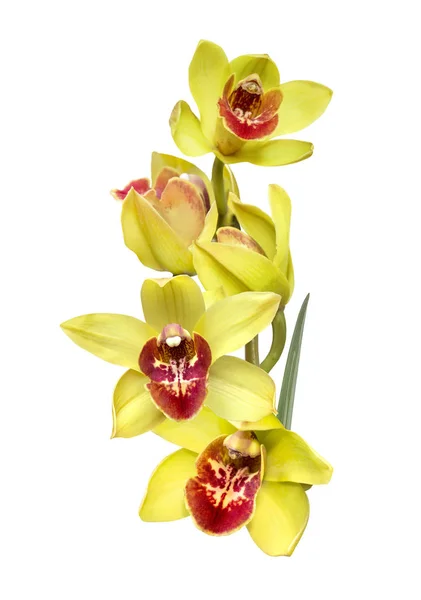Una rama de flores amarillas de la orquídea cymbidium —  Fotos de Stock
