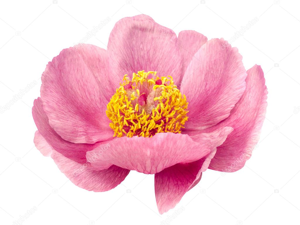 terry pink peony flower isolated