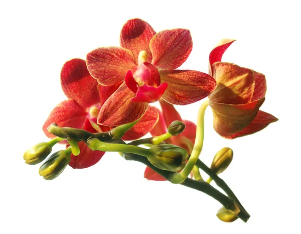 Une branche de fleurs rouges d'orchidée — Photo