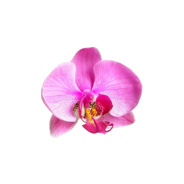Tendre fleur d'orchidée rose isolé sur fond blanc — Photo