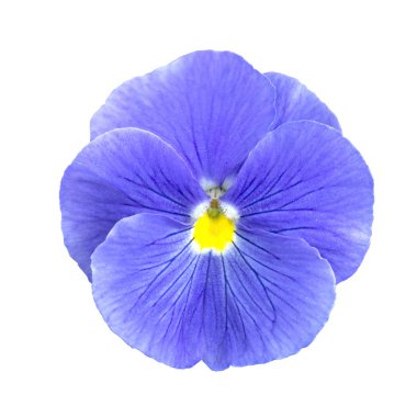 mavi leylak Pansies çiçek izole