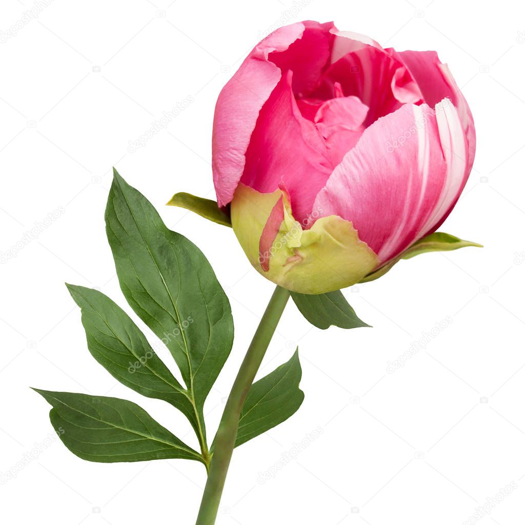 terry pink peony blooming flower isolated