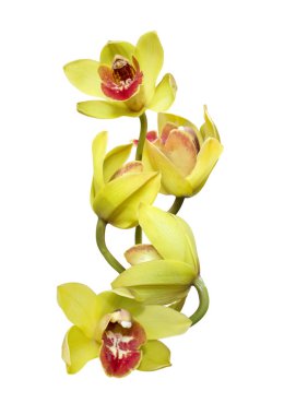 sarı Cymbidium orkide çiçekler bir şube 