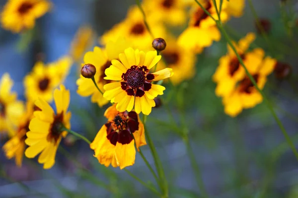 Yellow wildflowers daisies on blurry bokeh background — Stock Photo, Image