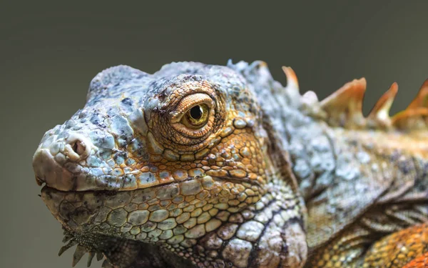 red iguana reptile portrait close up