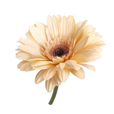 tek krem ihale gerbera çiçek