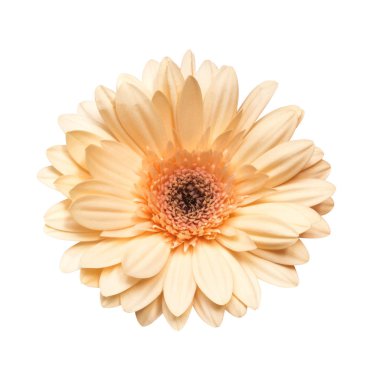 tek krem ihale gerbera çiçek