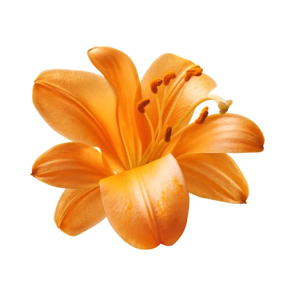 Fleur de lis orange brillant isolée — Photo