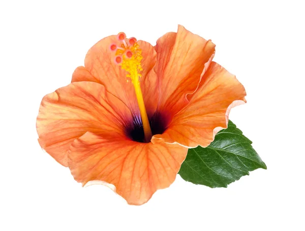 Fleur d'hibiscus orange vif isolée — Photo
