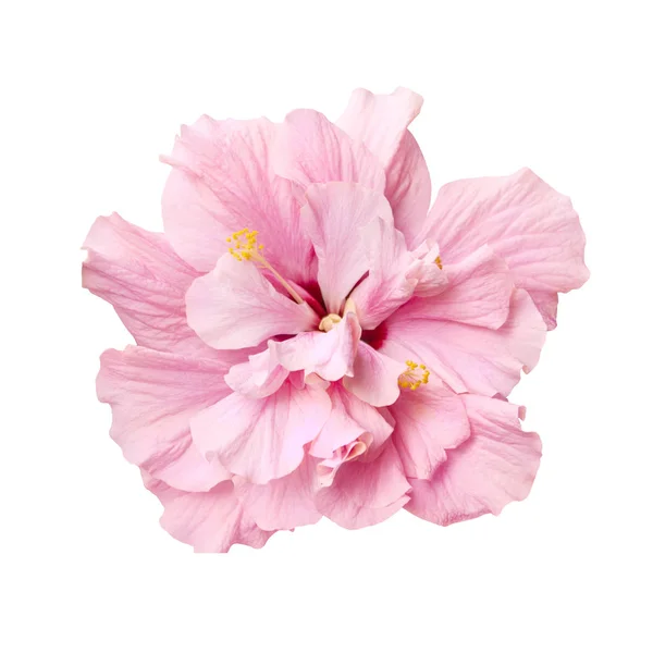 Fleur d'hibiscus rose tendre isolée — Photo
