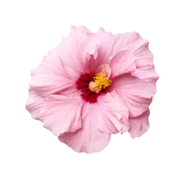 Fleur d'hibiscus rose tendre isolée — Photo