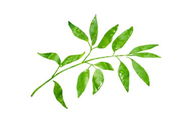 çiy yeşil yaprakları ile kalem çizilmiş dal