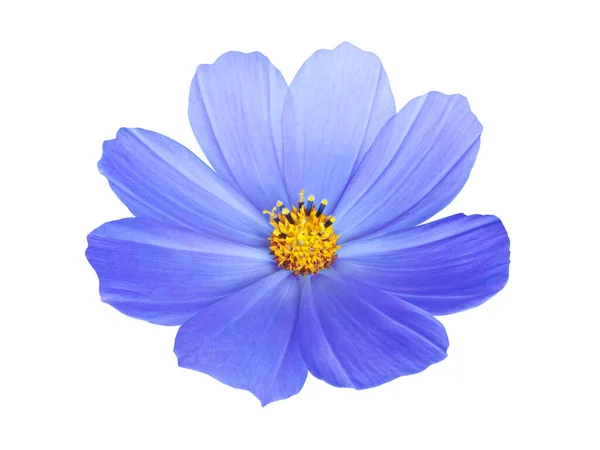 Φωτεινό μπλε λουλούδι χαμομηλιού απομονωμένο — Φωτογραφία Αρχείου