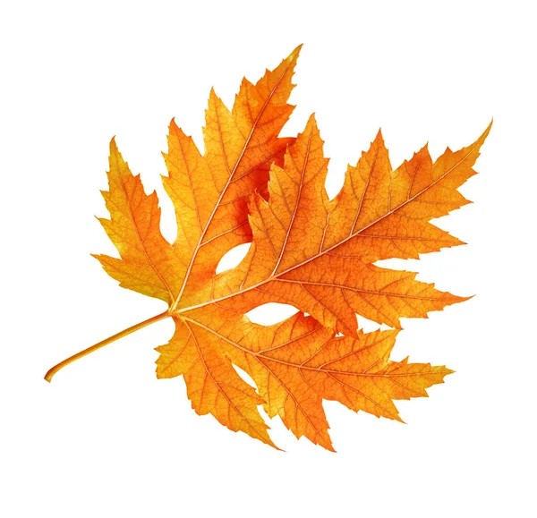 Maple red autumn leaf isolated on white — Stock Image Maple red autumn leaf isolated on white Stock Photo
