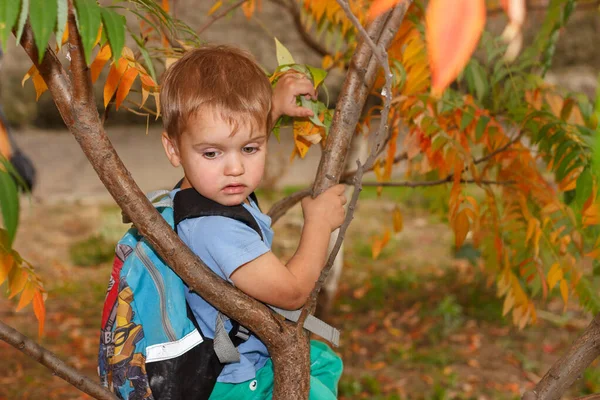 Мальчик с рюкзаком забирается на дерево в осеннем лесу. Солнечный осенний день — стоковое фото