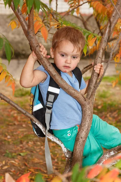 Мальчик с рюкзаком забирается на дерево в осеннем лесу. Солнечный осенний день — стоковое фото