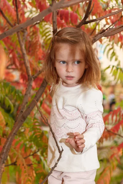 Rozkošná holčička si hraje ve slunečném parku pod stromem se žlutými listy, schovává se za stromem — Stock fotografie