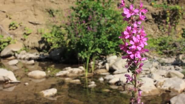 Розовый цветок качается в ветре на фоне реки — стоковое видео