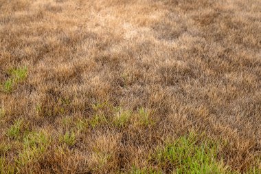 Yamuk Yeşil ve Kahverengi Çim. Kuraklık Hasarlı Bahçe Arkaplanı.