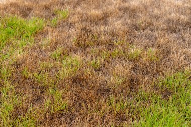 Yaz sıcağında Yeşil ve Kahverengi Çimenli Yamuk Çim