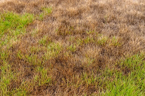 Yaz sıcağında Yeşil ve Kahverengi Çimenli Yamuk Çim