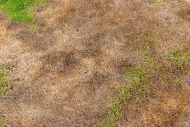 Kuru Çimenlikte Kısmen Yeniden Yeşillenen Yeni Yeşil Yamalar