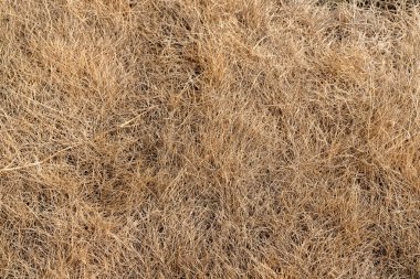 Yanık Kahverengi Çim Sahası. Kuraklık iklimi çimen dokusu.