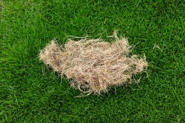 Yeşil Bahçe Arkaplanındaki Kuru Çimen Yaması