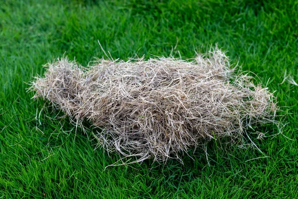 Yeşil Çimlerde Kuru Saman.