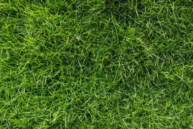 Yoğun Yeşil Çimlerin Kapanışı.