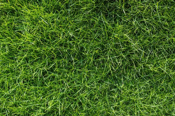 Yoğun Yeşil Çimlerin Kapanışı.