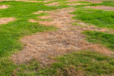 Yeşil Sağlıklı Çimenlerin ve Ölü Kuru Toprakların Görünümünü Kapat