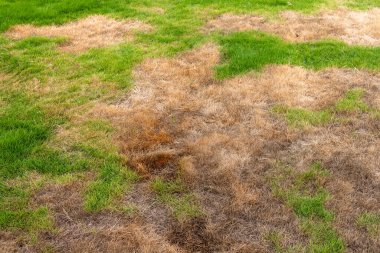 Yeşil ve Kahverengi Çimenli Yamuk Çim. Orantısız Bölge Sağlık ve Toprak Stres.