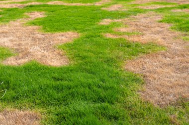 Yeşil ve Kahverengi Çimenli. Çim Sağlığı Çeşitliliği ve Çevresel Stres.