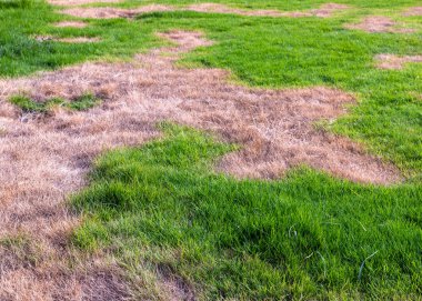 Kuru kahverengi bantlı çimenler. Kuraklık Gergin ve Hasarlı Çimen.