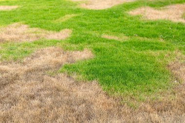 Yeşil ve Kahverengi Yamalı Çim.