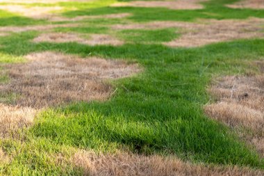 Kahverengi Benekli Yeşil Çim