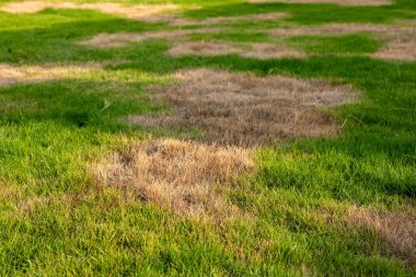 Çimenlikteki Kuru ve Ölü Çimen Yaması