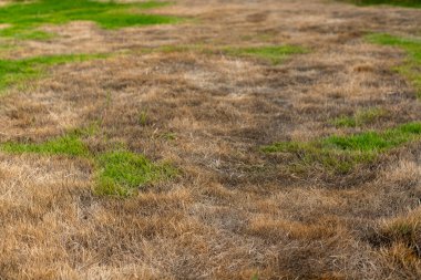 Kuru Ölü Çim Bahçesi Kapanış