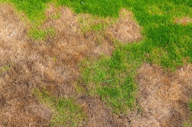 Düzensiz Ölü Kahverengi Yamalı Yeşil Çimen