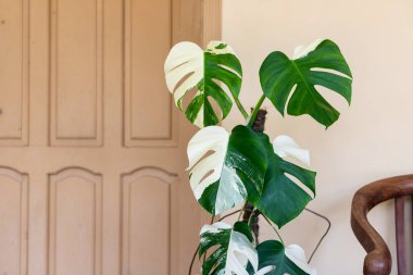 Değişik Canavar Yeşil Yaprakları ve Bölünmüş Örnekler. Canavar Albo Bitkisi.