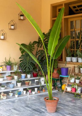 Cennetin Dev Kuşu Kapalı Salon Bitkisi. Şık Ev Dekorasyonu ve Yeşillik Düzenleme Konsepti.