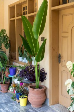 Geniş Yeşil Yapraklar Bej Duvara ve Tahta Kapı 'ya Karşı Tropikal Kapalı Cennet Kuşu